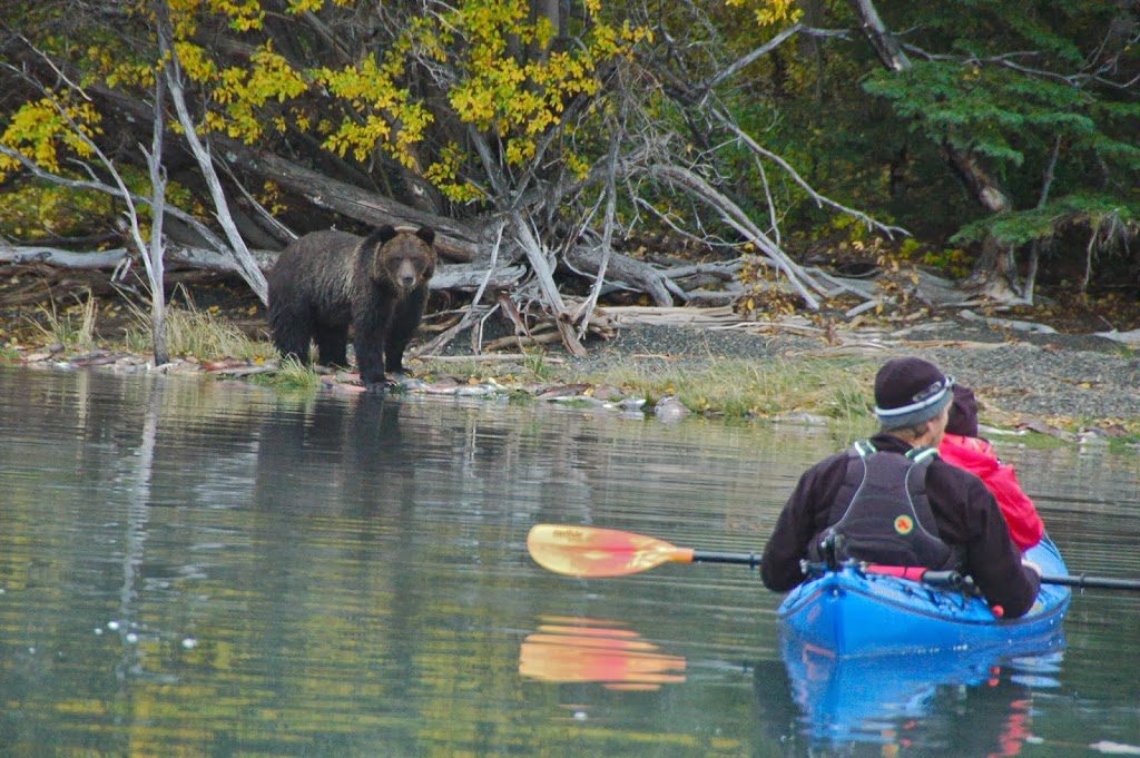 Bear Viewing at Chilko Lake ROAM