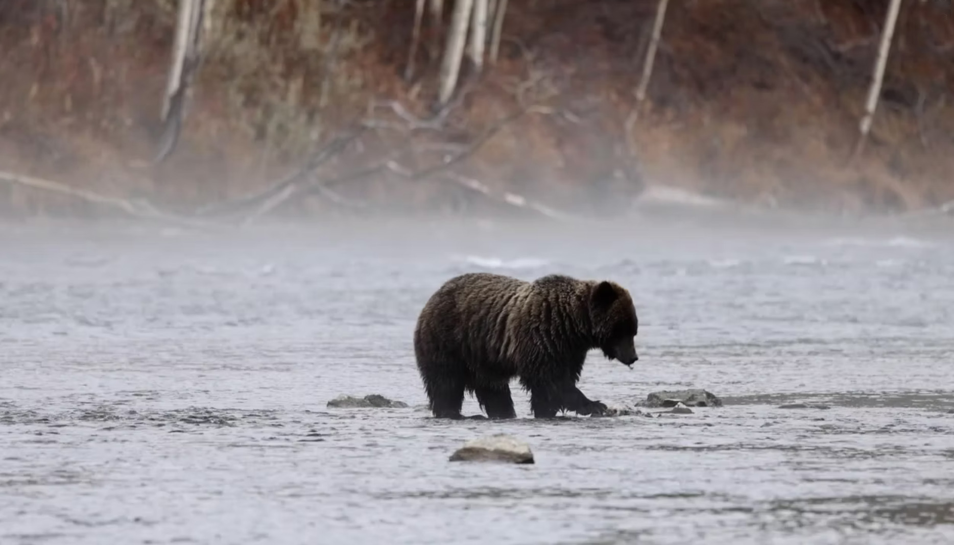 Grizzly bear feeding on salmon