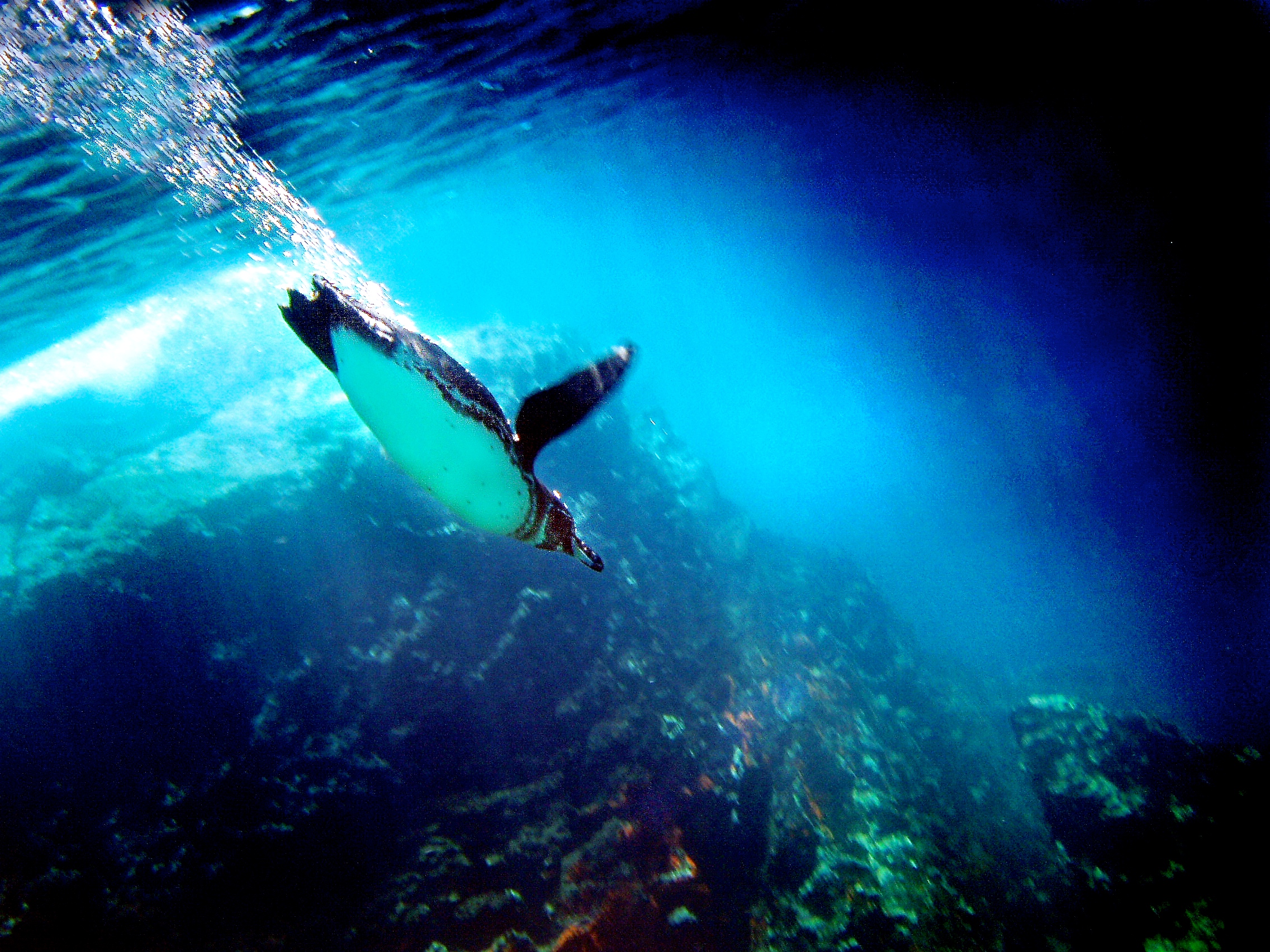 Ocean Blue Home - Manta Artic Palo Rosa