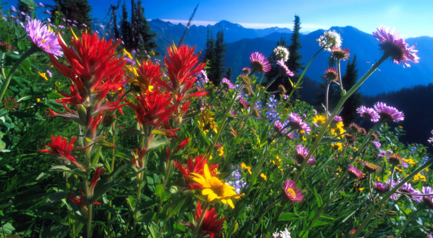 122703017_flowers-at-idaho-lookout-2