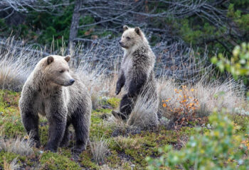 Glamping with Bears